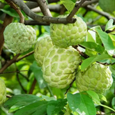 Seethapazham / Custard Apple (Annona reticulata) Fruit Live Plant (Home & Garden)