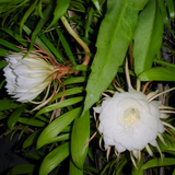 Nishagandhi / Brahma Kamal / Queen of the Night (Epiphyllum oxypetalum) Flowering/Ornamental Live Plant (Home & Garden)