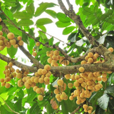Langsat | Lanzones ( Lansium Domesticum ) Fruit Live Plant (Home & Garden)