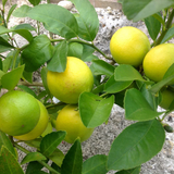 Lemon / Cherunaranga (Citrus limon) Fruit/Ornamental Live Plant (Home & Garden)