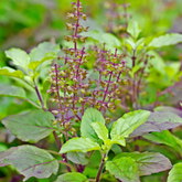 Tulsi Plant / Holy Basil (Ocimum tenuiflorum) Ornamental/Medicinal/ Live Plant (Home & Garden)