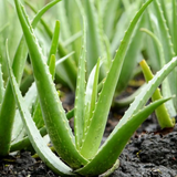 Aloe Vera / Kattarvazha (Aloe vera) Ornamental/Medicinal/ Live Plant (Home & Garden)