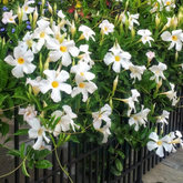 White Mandevilla / Rocktrumpet (Mandevilla boliviensis) Flowering/Ornamental Live Plant (Home & Garden)
