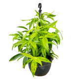 Dracaena Golden Milky / Milky Bamboo Hanging Plant With Pot