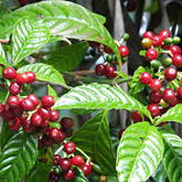 Coffee Plant (Coffea) Fruit/Flowering/Ornamental/Medicinal/ Live Plant (Home & Garden)