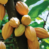 Cocoa Fruit (Theobroma cacao) Fruit Live Plant (Home & Garden)