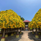 Cats Claw Creeper Plant (Hybrid , Multilayer) - Live Plant For Garden (Cats glow)