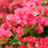 Bougainvillea / Paperflower (Bougainvillea glabra) Flowering/Ornamental Live Plant (Home & Garden)