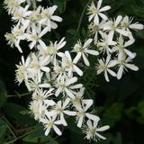 Bridal Bouquet (Poranopsis paniculata)(  Flowering/Ornamental Live Plant (Home & Garden)