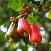 Cashew Nut Plant / Kaju Plant (Grafted) (Anacardium occidentale) Fruit Live Plant (Home & Garden)