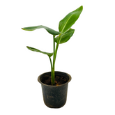 Bird Of Paradise Small (Strelitzia reginae)- Live Plant (Home & Garden)