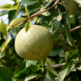 Bael Tree / Bilva Patra / Bel Patra / Indian Bael / Koovalam / Wood Apple (Aegle marmelos) Fruit/Medicinal Live Plant (Home & Garden)