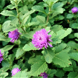 Kesavardhini Plant (Centratherum Punctatum) Flowering/Ornamental/Medicinal Live Plant (Home & Garden)
