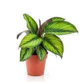 Calathea Beauty Star - Live Plant (Home & Graden)