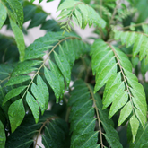 Curry Leaves / Curry Veppu (Murraya koenigii) Ornamental/Medicinal Live Plant (Home & Garden)