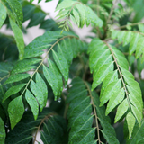 Curry Leaves / Curry Veppu (Murraya koenigii) Ornamental/Medicinal Live Plant (Home & Garden)