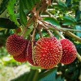 Pulasan Fruit / Philosan (Nephelium mutabile) Fruit Live Plant (Home & Garden)