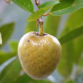Aathachakka (Annona reticulata) Fruit Live Plant (Home & Garden)