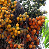 Inter Mangala Arecanut (Areca catechu) Fruit/Medicinal Live Plant (Home & Garden)