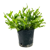 Christmas Cactus / Crab Cactus / Holiday Cactus (Schlumbergera) - Live Plant For Indoor (Home & Garden)