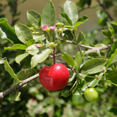 West Indian Cherry / Barbados Cherry (Malpighia emarginata) Fruit Live Plant (Home & Garden)