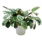 Calathea Burle Marxii - Live Plant (Home & Graden)