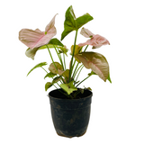 Syngonium Pink (Syngonium Podophyllum) - Live Plant (Home & Graden)