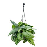 Silver Pictus / Silver Satin Pothos Hanging Plant With Pot