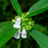 Thumba Plant (Leucas aspera) Flowering/Ornamental/Medicinal Live Plant (Home & Garden)