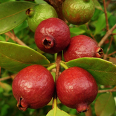 Strawberry Guava / Red Guava (Psidium cattleianum) Fruit Live Plant (Home & Garden)
