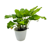 Calathea Musaica- Live Plant (Home & Graden)