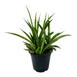 Sansevieria Sansiam Moto - Live Plant For Indoor (Home & Garden)