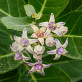 Erukku / Crown Flower (Calotropis gigantea) Flowering/Ornamental/Medicinal/ Live Plant (Home & Garden)