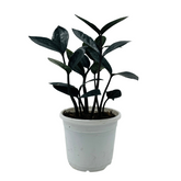 Zamioculcas Raven / Black ZZ Plant (Zamioculcas zamiifolia) - Live Plant For Indoor (Home & Garden)