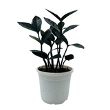 Zamioculcas Raven / Black ZZ Plant (Zamioculcas zamiifolia) - Live Plant For Indoor (Home & Garden)