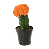 Moon Cactus Orange (Gymnocalycium mihanovichii)- Live Plant (Home & Garden)