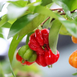 Surinam Cherry / Brazilian cherry ( Eugenia uniflora ) Fruit/Flowering/Ornamental Live Plant (Home & Garden)