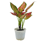 Aglaonema Anjuman Red- Live Plant (Home & Garden)