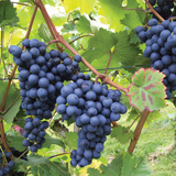 Grape / Munthiri (Black) (Vitis vinifera) Fruit/Ornamental Live Plant (Home & Garden)