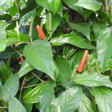 Thippali / Pippalli / Long pepper (Piper longum) Ornamental/Medicinal Live Plant (Home & Garden)