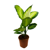 Dieffenbachia Maculata / Dumb Cane - Live Plant (Home & Graden)