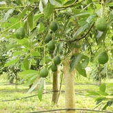 Avocado ( Pinkerton ) grafted / Butter Fruit ( Persea americana ) Fruit Live Plant (Home & Garden)