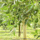 Avocado ( Pinkerton ) grafted / Butter Fruit ( Persea americana ) Fruit Live Plant (Home & Garden)