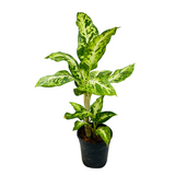 Dieffenbachia Sparkles - Live Plant (Home & Graden)