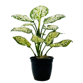Aglaonema Super White - Live Plant (Home & Garden)