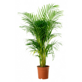 Areca Palm (Dypsis lutescens) Ornamental Live Plant (Home & Garden)