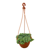 Fittonia Green Plant Hanging With Pot