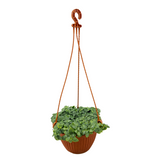 Fittonia Green Plant Hanging With Pot