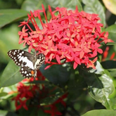 Flowering Plant Birth Star: Bharani (Plant: Chethi / Thechi / Ixora / Ixora coccinea) Flowering/Ornamental Live Plant (H&G)