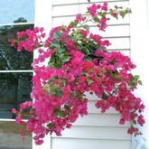 Combo : Tuka 20 Three Tier Hanging Pot With Bougainvillea / Paperflower (boganvilla glabra) Flowering/Ornamental Live Plant (Home & Garden)